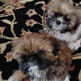Maltese and Shih Tzus from Susan Wolan