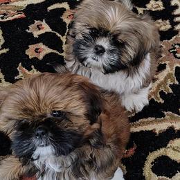 Maltese and Shih Tzus from Susan Wolan
