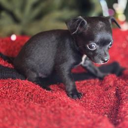 Fern - Black and white female Chihuahua puppy in Plainfield, Indiana from Abby's Pampered Pooches