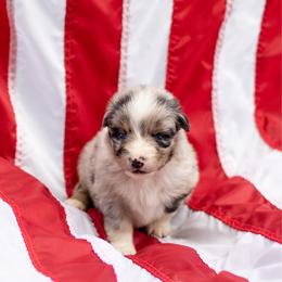 Banks - Blue merle male Australian Shepherd puppy in Eubank, Kentucky from Ashlee's Aussies