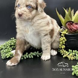 Cindy-Lou - Red merle female Australian Shepherd puppy in Thornton, Colorado from 303 Aussies