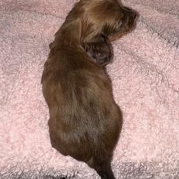 Dachshund Puppies from Wiggle Weens
