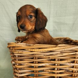 Dachshund Puppies from Wonder Weenies