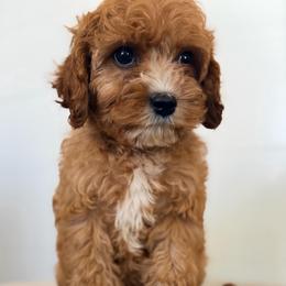 Winston - Apricot male Cavapoo puppy in Preston, Idaho from Rocking JH Pup Co