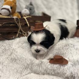 Rip - Black and white male Shih Tzu puppy in Middleboro, Massachusetts from Highland Farm