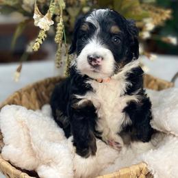 Bernedoodle and Goldendoodle Puppies from Apricot Roots Doodles