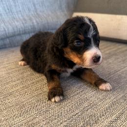 Girl 2 - Tri-color female Bernedoodle puppy in Spring Hill, Florida from Ohana Doodles