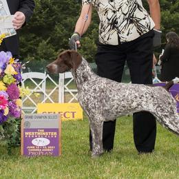 German Shorthaired Pointers from Windward German Shorthaired Pointers