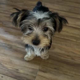 Yorkshire Terrier Puppies from Rumbaugh’s Yorkies