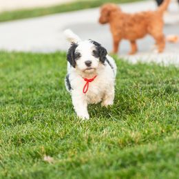 Bernedoodle and Goldendoodle Puppies from Sunnydoodle Utah