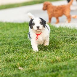 Bernedoodle and Goldendoodle Puppies from Sunnydoodle Utah