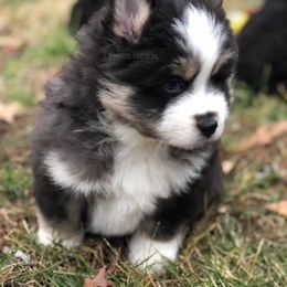 Pomsky Puppies from Kingdom Pomskies
