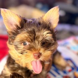 Teddy - Chocolate and tan male Yorkshire Terrier puppy in Parma, Ohio from My Exotic Yorkies LLC