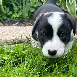Spruce (Brown Collar) - Black and white male Cardigan Welsh Corgi puppy in Clio, Michigan from Old Oak Cardigans