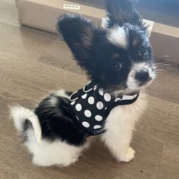 Papillon Puppies from Tiny Treasures Papillons