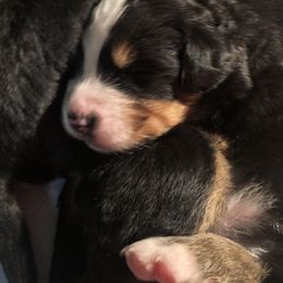 Bernese Mountain Dog Puppies from Humble Hearts Bernese