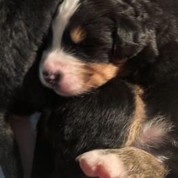 Bernese Mountain Dog Puppies from Humble Hearts Bernese