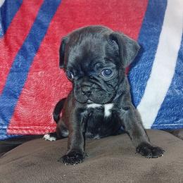 Black-White Boy 1 - Black male Pug puppy in El Mirage, Arizona from Kratos Legacy