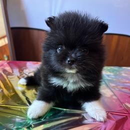 Diamond - Black female Pomeranian puppy in Sout Gate, California from My Heavenly Poms
