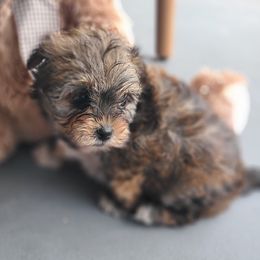 Morkie Puppies from Cristy's Morkies