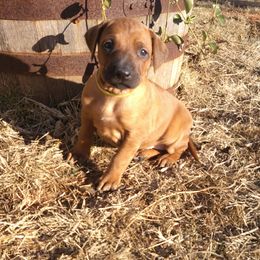 Charlie - Rd whtn blk nose female Rhodesian Ridgeback puppy in Carney, Oklahoma from River Run Parson Russell terriers & River Run Ridgebacks