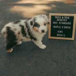 Kiwi - Blue merle male Australian Shepherd puppy in Cotati, California from Tried and True Aussies