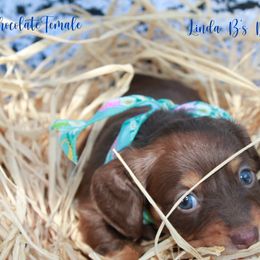 Dachshund Puppies from Linda B’s Dachshunds