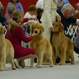 Golden Retrievers from Eagleridge Goldens
