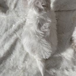 Maltese Puppies from AKC Maltese California