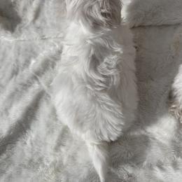 Maltese Puppies from AKC Maltese California