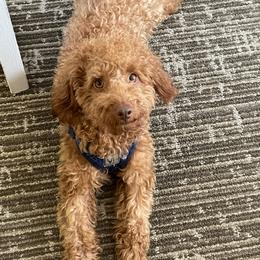 River - Poodle