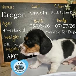 Drogon - Piebald male Dachshund puppy in Hoquiam, Washington from Heyd's Mini Dachshunds