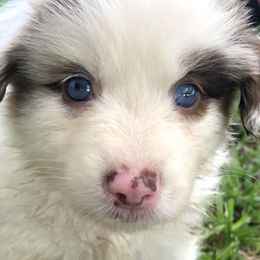 Girl 2 - Red merle Australian Shepherd puppy in Brooksville, Florida from Scattered Oaks Ranch