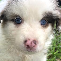 Girl 2 - Red merle Australian Shepherd puppy in Brooksville, Florida from Scattered Oaks Ranch