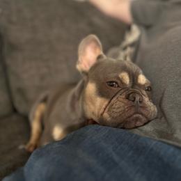 Nala - Blue fawn female French Bulldog puppy in Spanaway, Washington from Roy-alty Cavaliers
