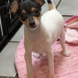 Toy Fox Terrier Puppies from Ultra Quest Show Dogs