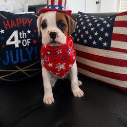 Light Pick - White female Boxer puppy in Denver, Colorado from Yuni’s AKC Boxers