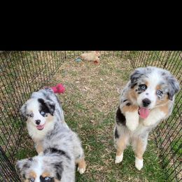 Aussiedoodle and Miniature Australian Shepherd Puppies from Puppies with Attitude