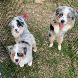 Aussiedoodle and Miniature Australian Shepherd Puppies from Puppies with Attitude