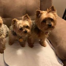Yorkshire Terriers from Sheryl’s Yorkies