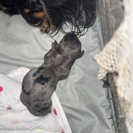 Girl 4 - Dapple female Dachshund puppy in Falcon, Missouri from K2D2 Farm