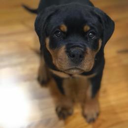 Rottweiler Puppies from Bronx Von Bridges Rottweilers