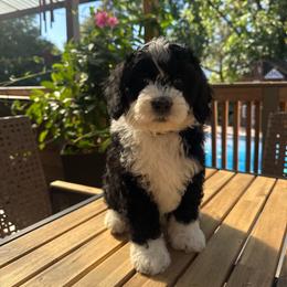 Berry - Black and white female Bernedoodle puppy in Grants Pass, Oregon from Royal Empire Bernedoodles