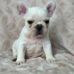 Cream boy - French Bulldog puppy from Haynes French Bulldogs