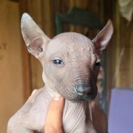 Royalty Reigns Unbreakable Onyx - Bronze male Xoloitzcuintli puppy in Ethridge, Tennessee from Royalty Reigns Xolos