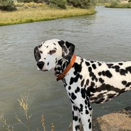 Dalmatians from Storm & Blue's Dalmatian Pups