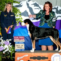 Greater Swiss Mountain Dogs and Rottweilers from Cornerstone Kennels