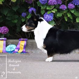 Cardigan Welsh Corgis from Kahukura Cardigans