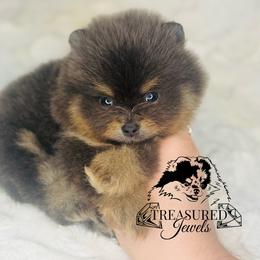 Pomeranian Puppies from Treasured Jewels Pomeranians