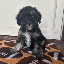Lily - Parti female Poodle puppy in Warren, Michigan from Annette Patterson